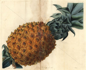 Wave-leaved pineapple from John Lindley's Pomological Magazine 1827
