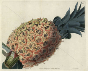 Otaheite pineapple from John Lindley's Pomological Magazine 1827