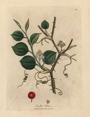 White flowers  tendrils and red berry of Chinese smilax