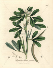 White flowered fenugreek with seed pod  Trigonella foenum graecum