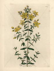 Yellow flowered perforated St. John's Wort  Hypericum perforatum