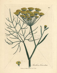Yellow flowered fennel  Anethum foeniculum