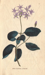 Cotinus-leaved dais  Dais cotinifolia