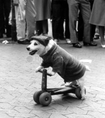 Verkleideter Hund faehrt Roller