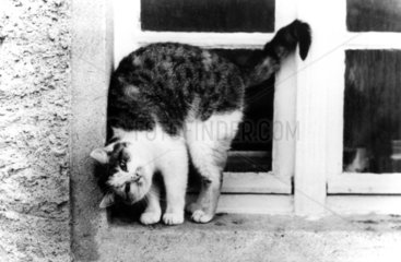 Katze reibt sich an Fensterrahmen