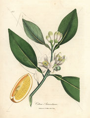 White blossom and ripe fruit segment of the orange tree  Citrus aurantium