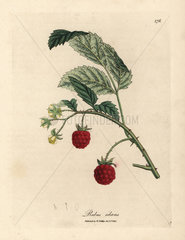 Raspberry bush with ripe fruit and yellow flowers  Rubus idaeus