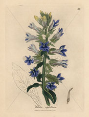 Blue flowered lobelia or cardinal flower  Lobelia siphilitica
