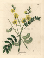 Yellow flowered senna or Egyptian cassia with seed pods  Cassia senna