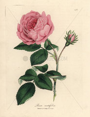 Large pink hundred-leaved rose  Rosa centifolia