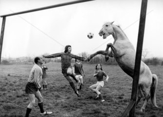 Pferd aktiv beim Fussball