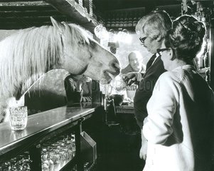 Pferd Kneipe Bier