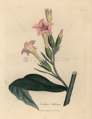 Pink flowered tobacco plant  Nicotiana tabacum