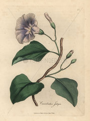 Lilac flowered jalap bindweed  Colvolvulus jalapa