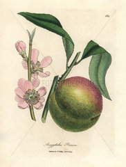 Peach tree with ripe fruit and pink blossom  Amygdalus persica