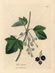 Blackcurrant tree  Ribes nigrum