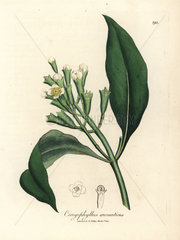 White flowered clove spice tree  Caryophyllus aromaticus
