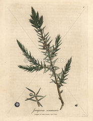 Branch and berries of common juniper  Juniperus communis