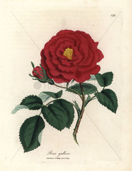 Crimson officinal rose  Rosa gallica