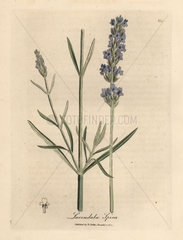 Blue flowered lavender  Lavandula spica