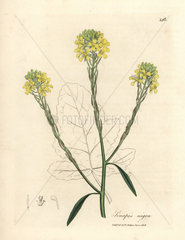 Yellow flowered black mustard  Sinapis nigra