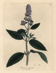 Purple flowered peppermint  Mentha piperita