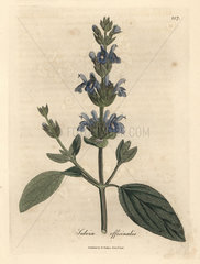 Blue flowered sage  Salvia officinalis