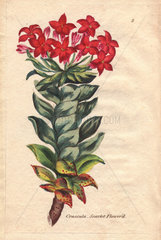 Scarlet-flowered crassula  Crassula coccinea