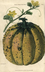 Ripe fruit  vine and yellow flowers of the Scarlet Fleshed Rock Melon