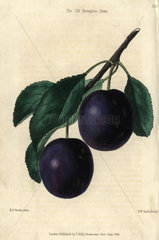 Ripe blue purple Old Brompton Plum  Prunus domestica