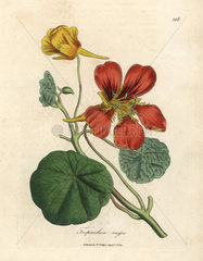Scarlet and yellow flowered greater Indian cress  Tropaeolum majus