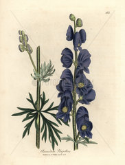 Blue flowered wolf's bane or monk's hood  Aconitum napellus