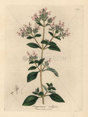 Pink flowered wild marjoram  Origanum vulgare