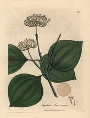 White flowered poison nut  Strychnos nux vomica