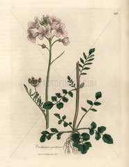 Pink flowered ladies smock or cuckow-flower  Cardamine pratensis