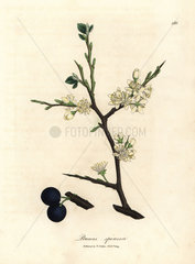 White blossom and blue berries of the sloe tree  Prunus spinosa