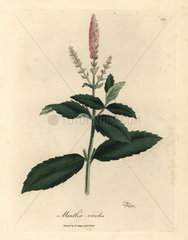 Pink flowered spearmint  Mentha viridis