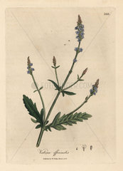 Blue flowered vervain  Verbena officinalis