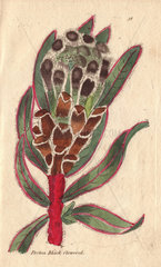 Black-flowered protea  Protea lepidocarpon