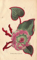 Heart-leaved protea  Protea cordifolia