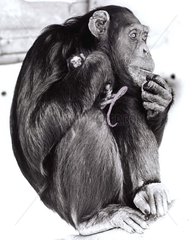 Schimpanse haelt kleinen Affen im Arm