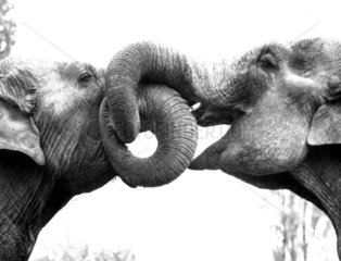 Zwei Elefanten beruesseln sich