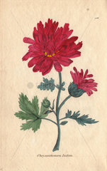 Indian chrysanthemum  Chrysanthemum indicum