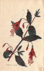 Scarlet fuchsia  Fuchsia coccinea