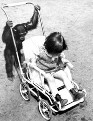 Affe schiebt Kinderwagen