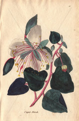 Caper shrub  Capparis spinosa
