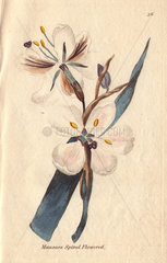 Spiral-flowered moraea  Moraea spiralis