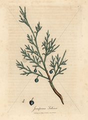 Common savin branch and berry  Juniperus sabina