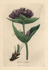 Purple gentian  Gentiana purpurea