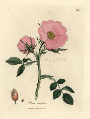 Pink dog rose with rosehip  Rosa canina